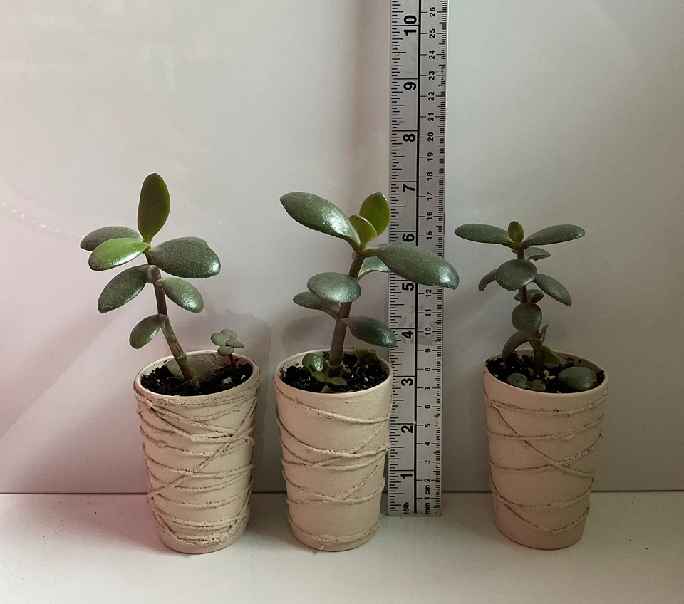 Potted Jade Plants in cream textured containers - photo 3