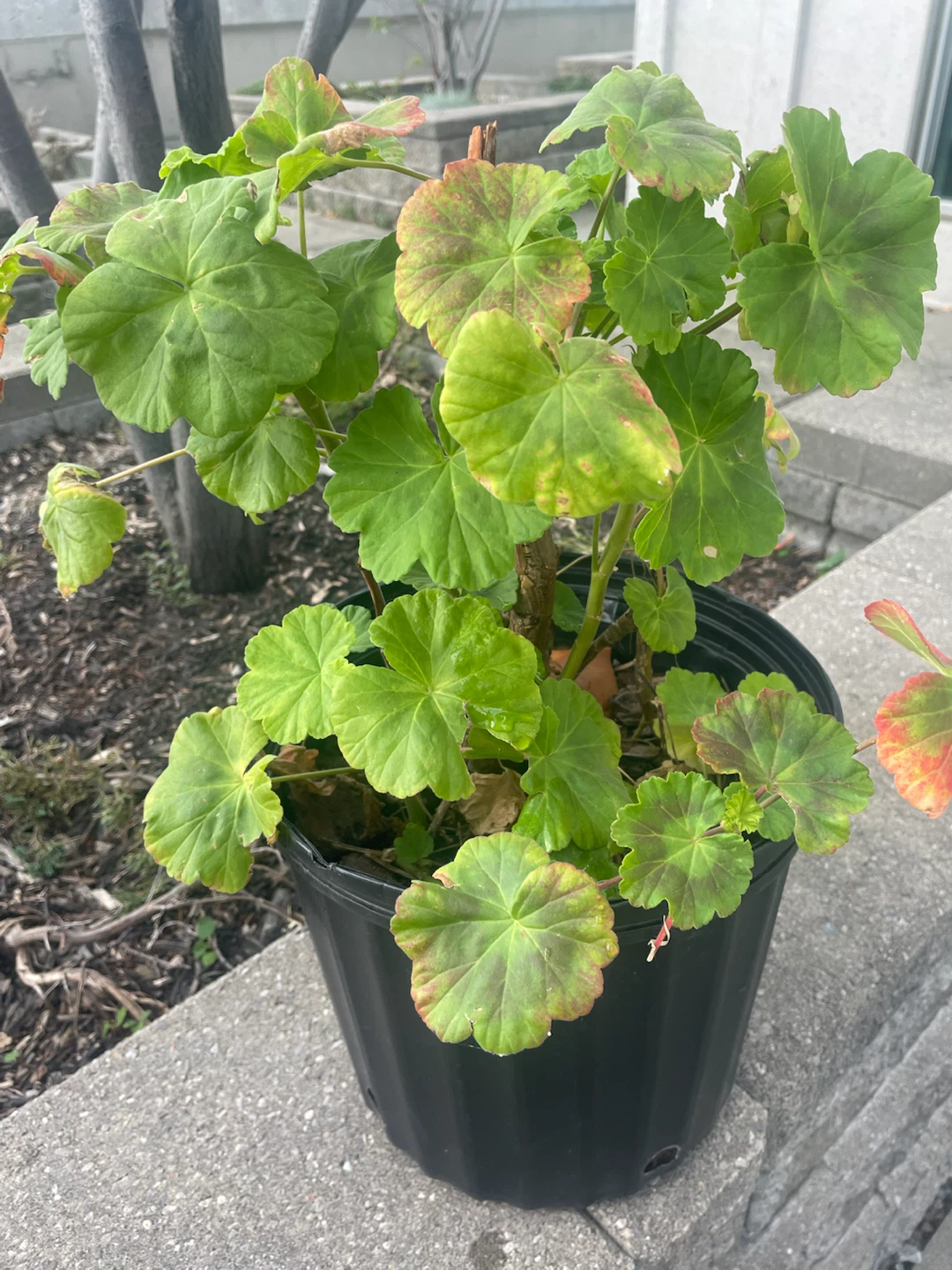 Large Geranium Plant in 3 Gallon Pot