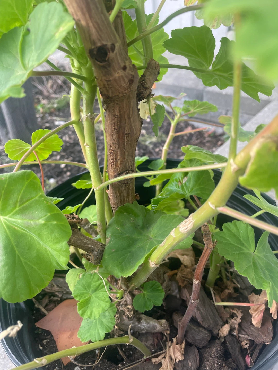 Large Geranium Plant in 3 Gallon Pot - photo 2