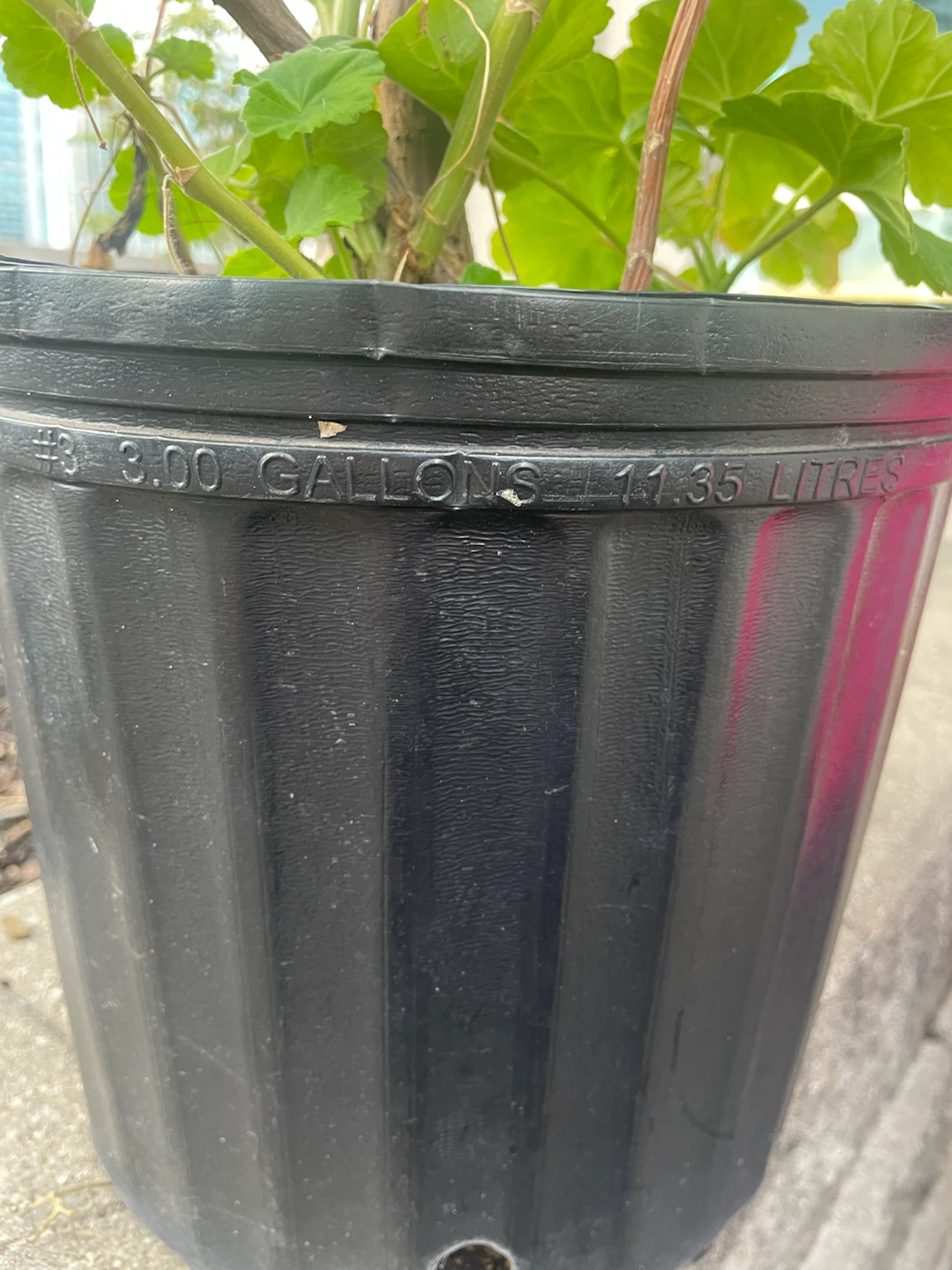 Large Geranium Plant in 3 Gallon Pot - photo 3