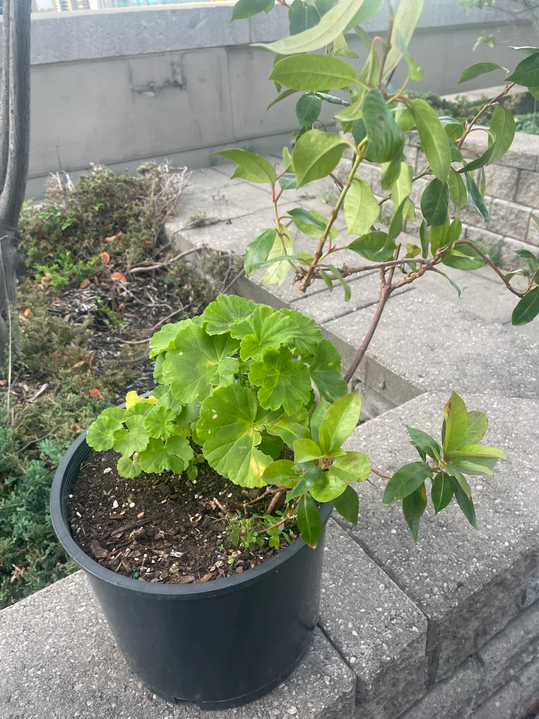Potted Geranium and Vine Plants