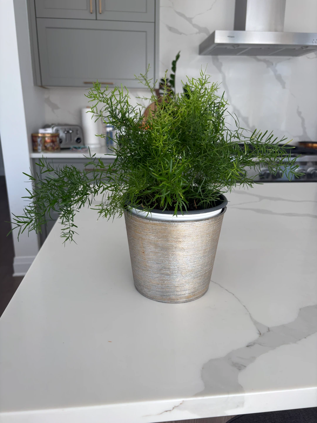 Asparagus Fern in Decorative Pot