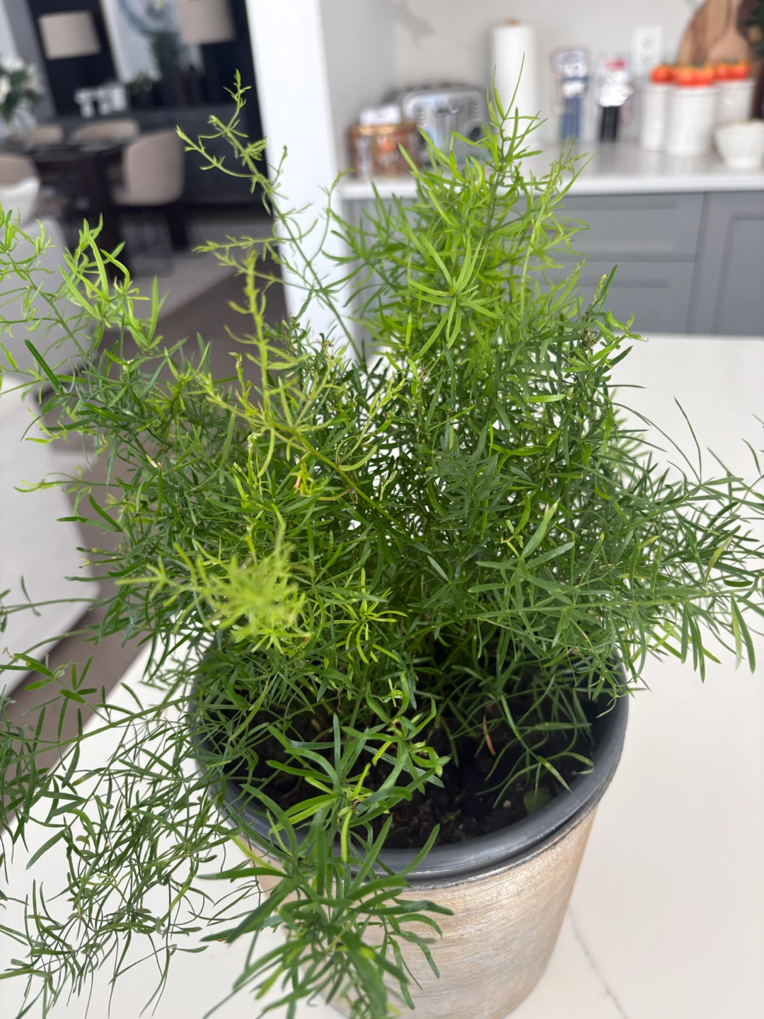 Asparagus Fern in Decorative Pot - photo 3