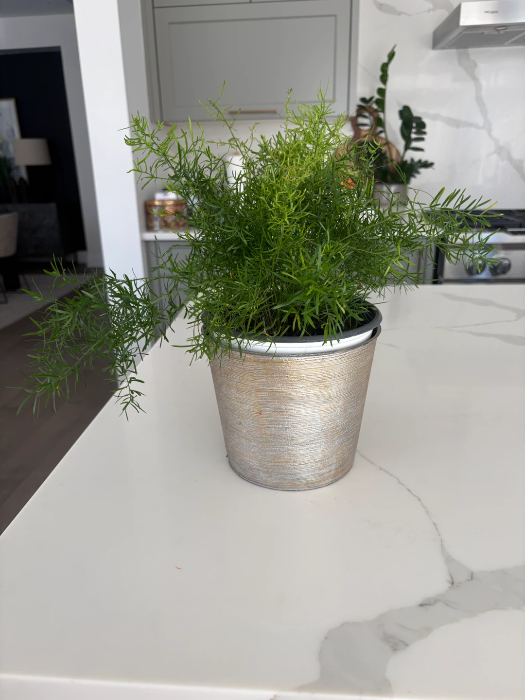 Asparagus Fern in Decorative Pot - photo 5