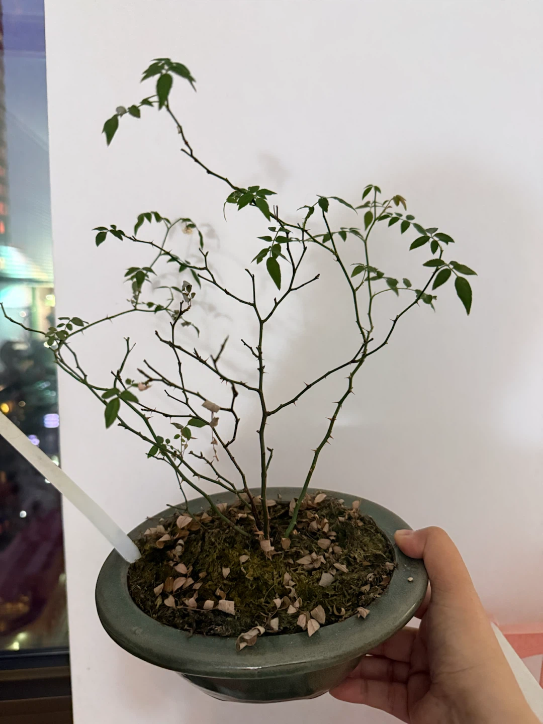 Bonsai Mini Dynamite plant