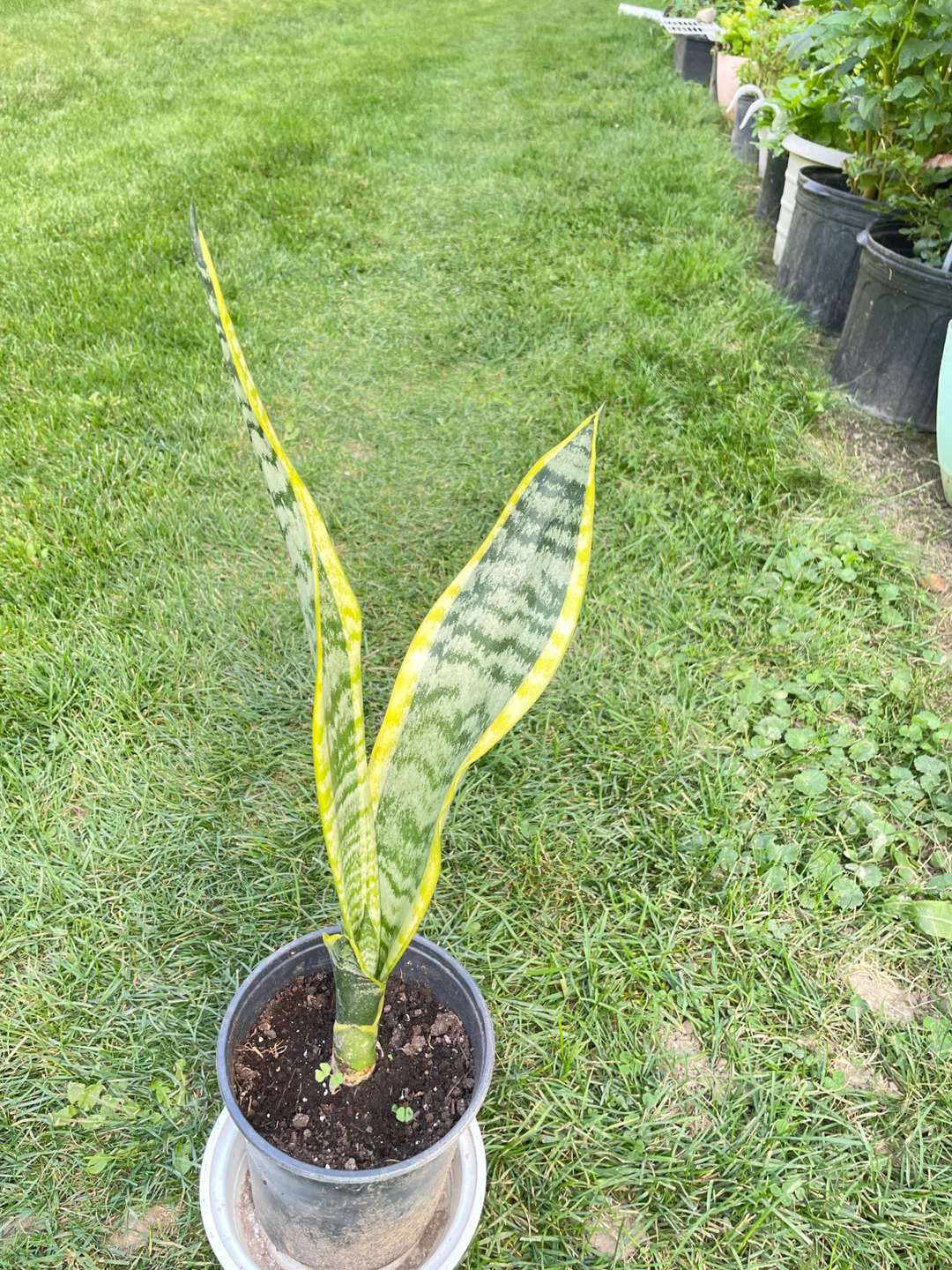 Snake Plant - 6in pot - 48cm height