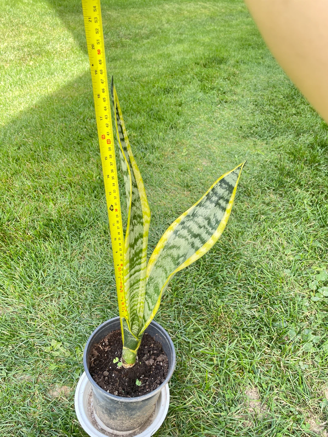 Snake Plant - 6in pot - 48cm height - photo 2