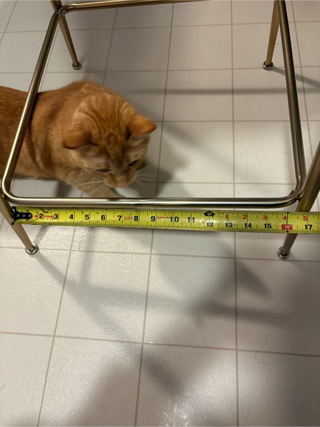 Structube Bar Stools / chairs (cat not included) - photo 4