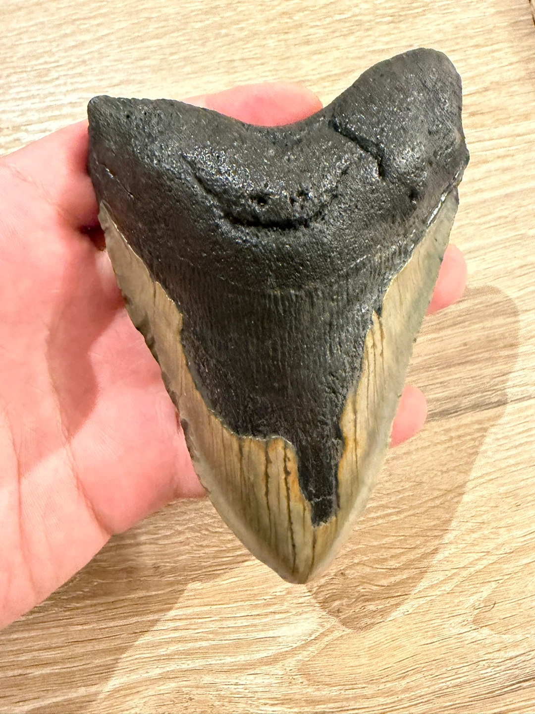 Fossilized Megalodon Shark Tooth 5.2in