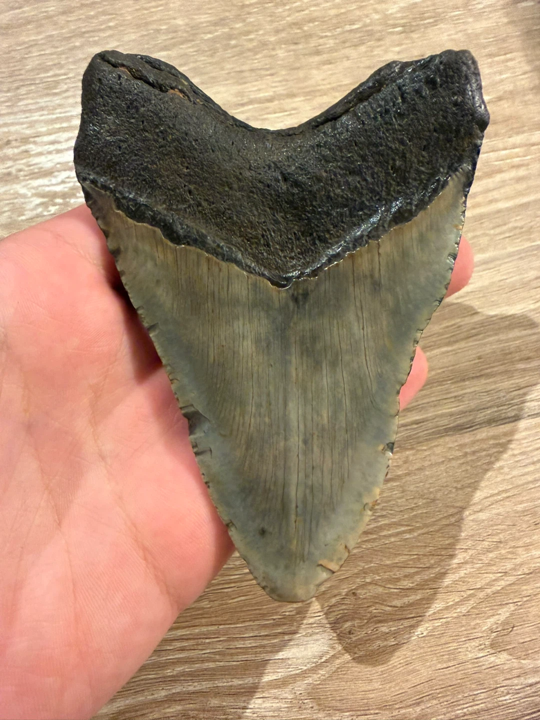 Fossilized Megalodon Shark Tooth 5.2in - photo 2
