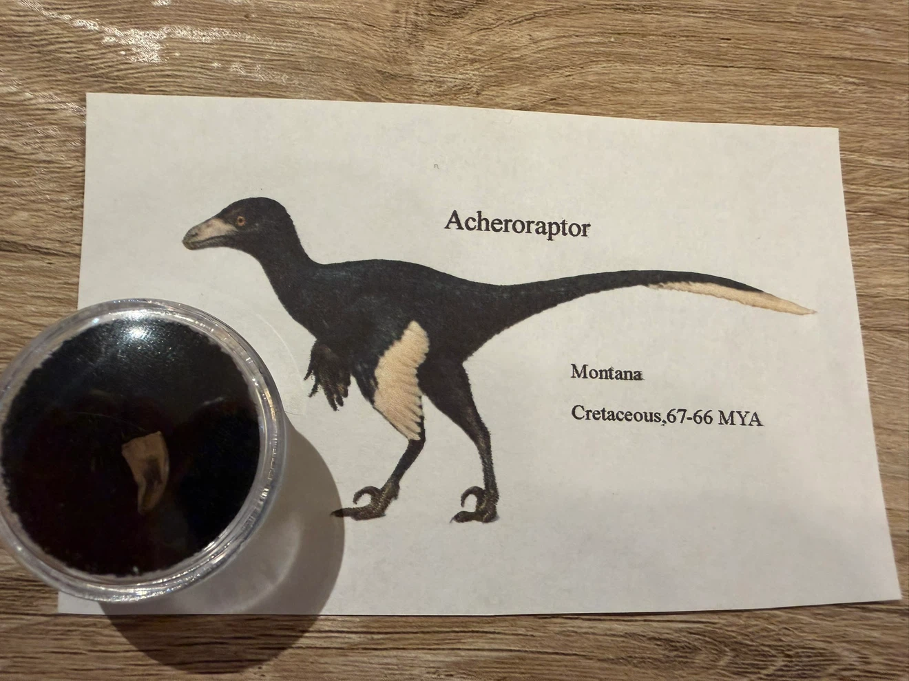 Authentic Acheroraptor Dinosaur Tooth Fossil