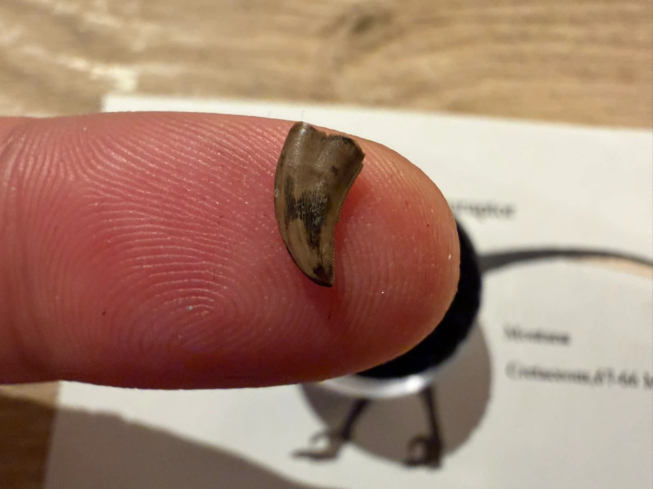 Authentic Acheroraptor Dinosaur Tooth Fossil - photo 2