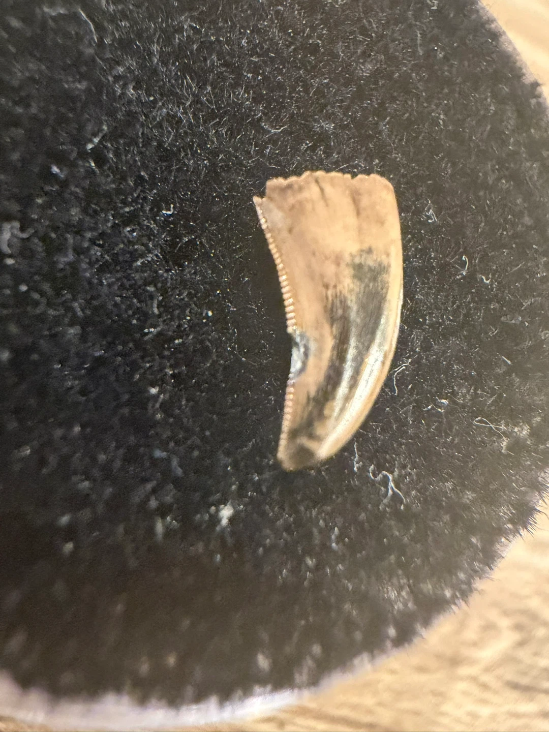 Authentic Acheroraptor Dinosaur Tooth Fossil - photo 3
