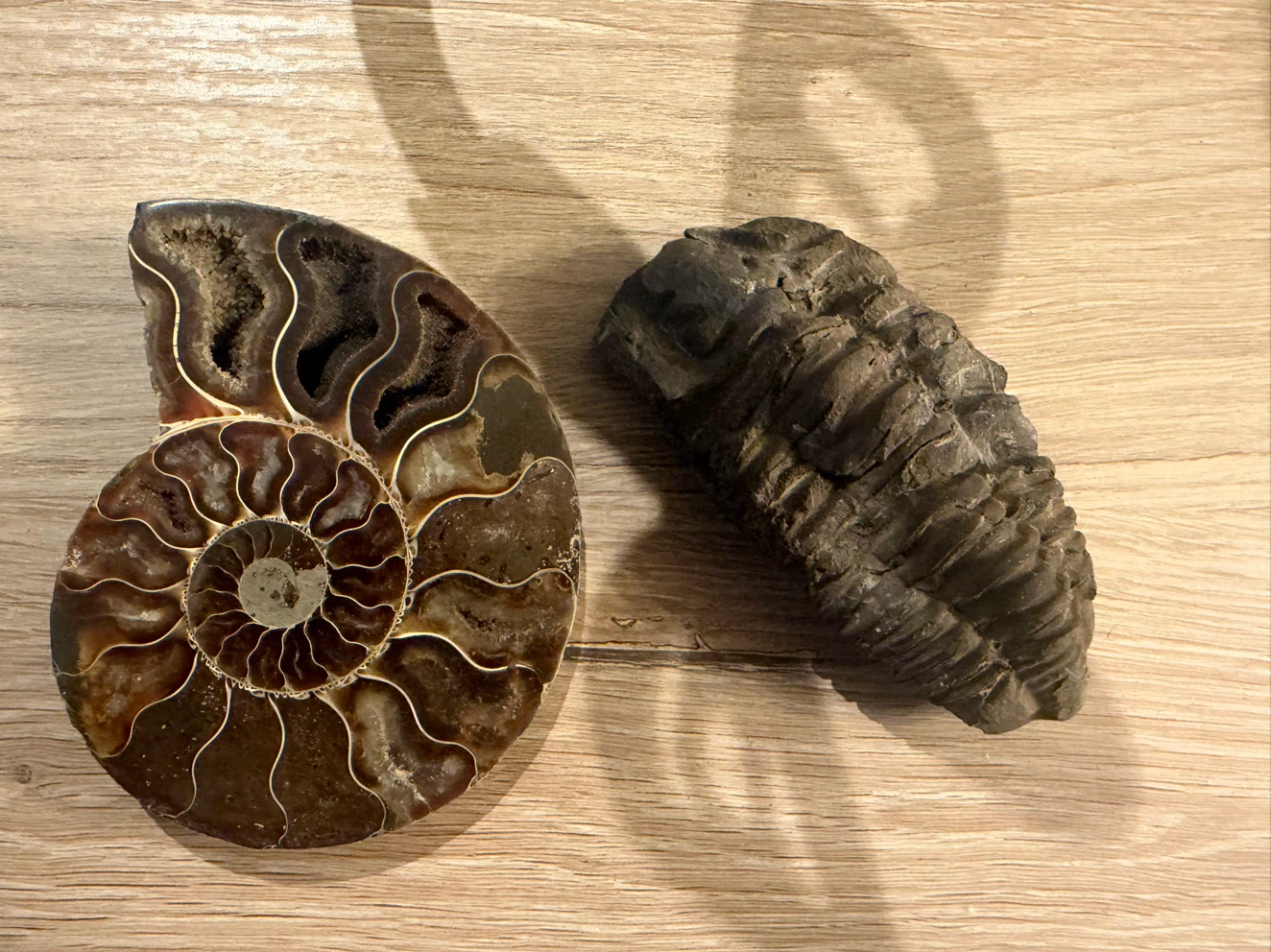 Set of Two Fossils: Ammonite and Trilobite