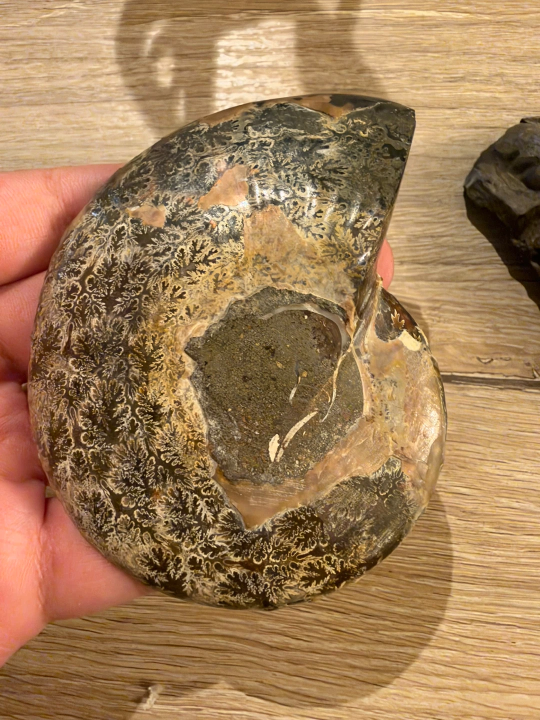 Set of Two Fossils: Ammonite and Trilobite - photo 2