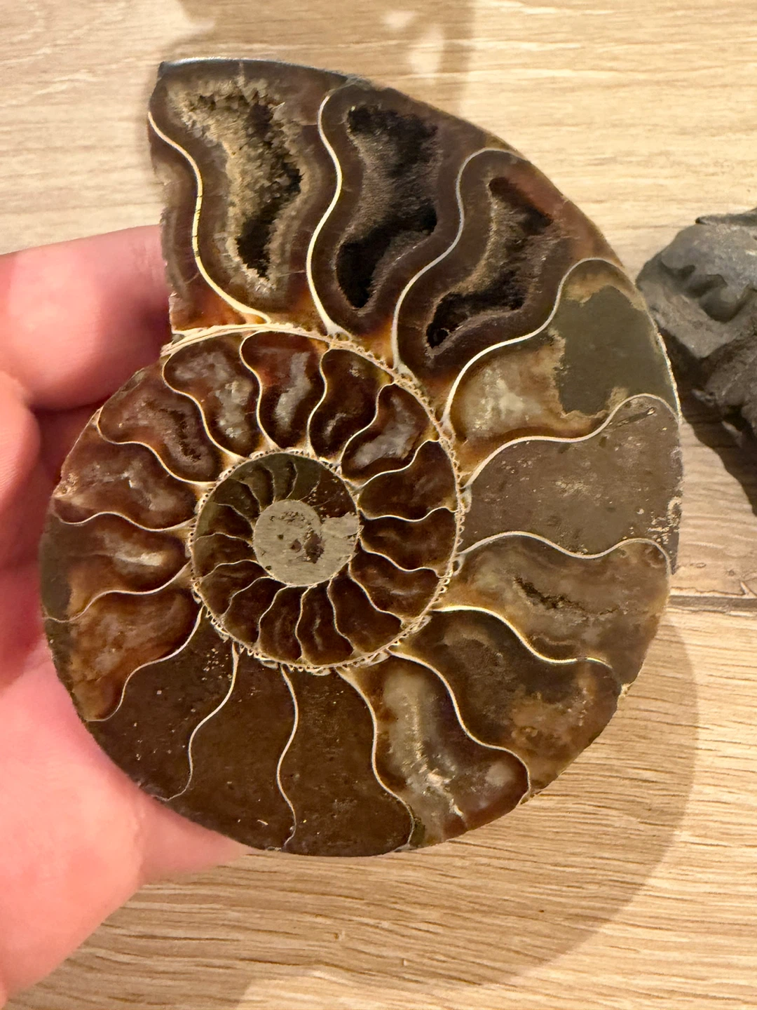 Set of Two Fossils: Ammonite and Trilobite - photo 3