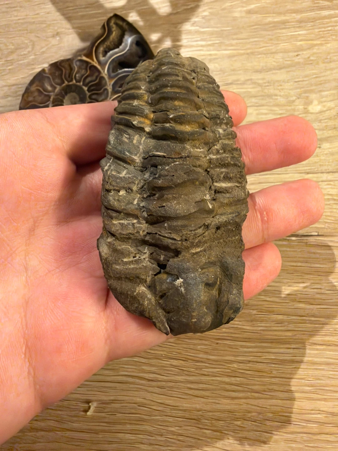 Set of Two Fossils: Ammonite and Trilobite - photo 4