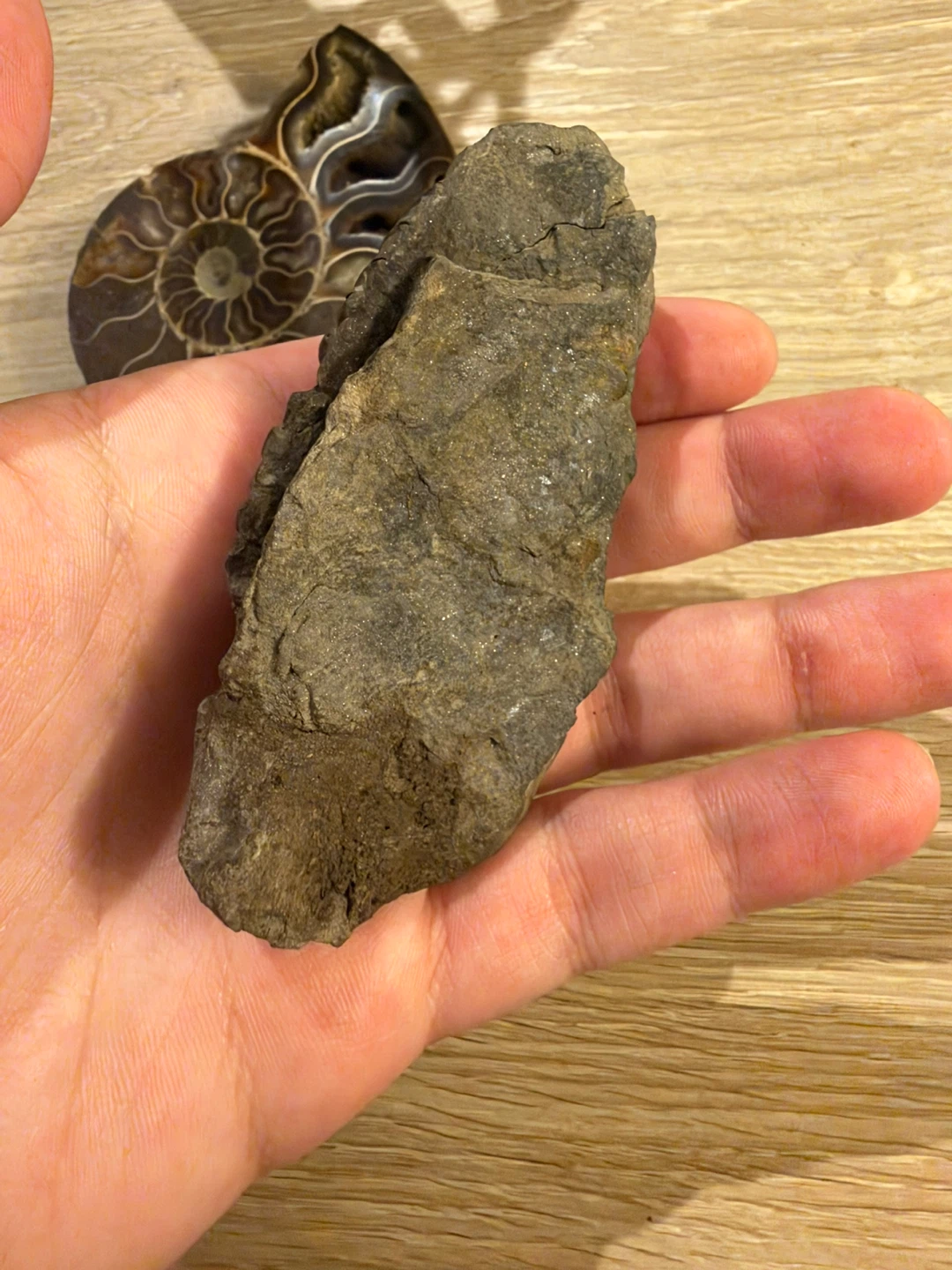 Set of Two Fossils: Ammonite and Trilobite - photo 5
