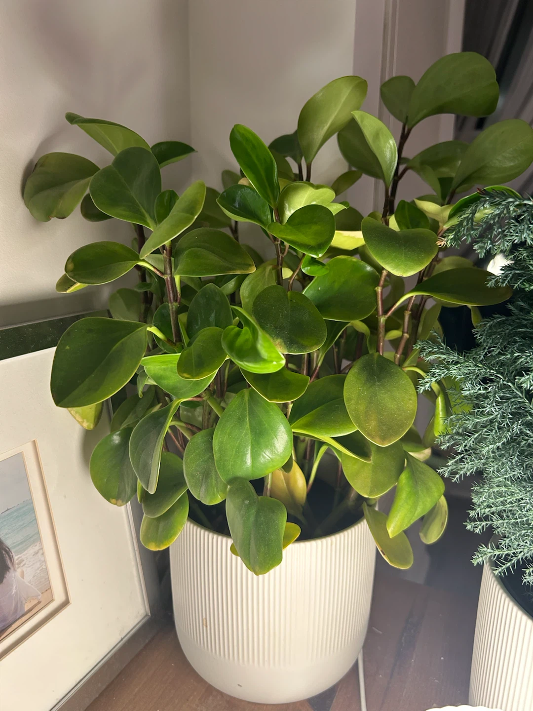 Peperomia Obtusifolia in White Ribbed Pot