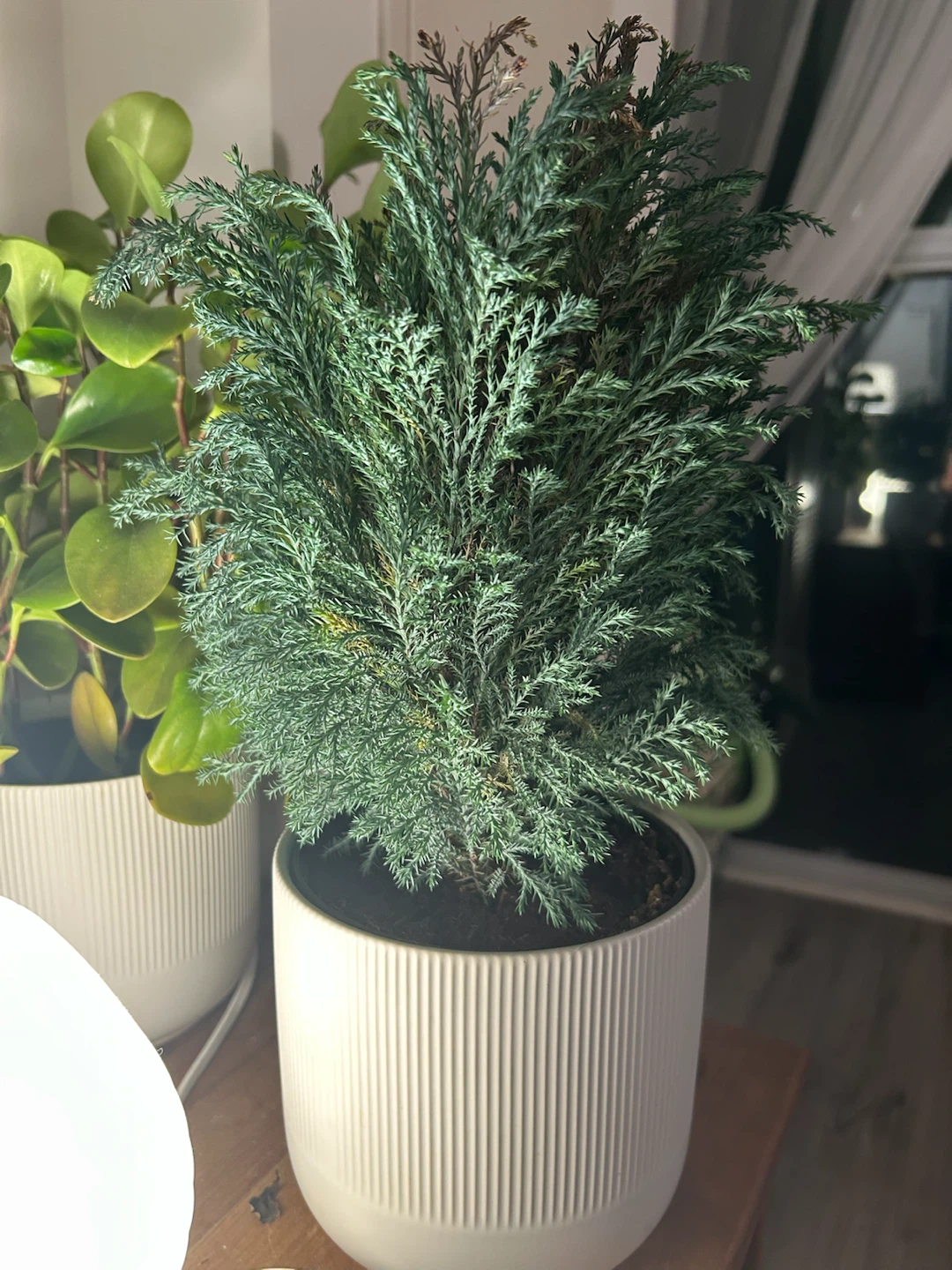 Cypress Plant in White Ribbed Pot