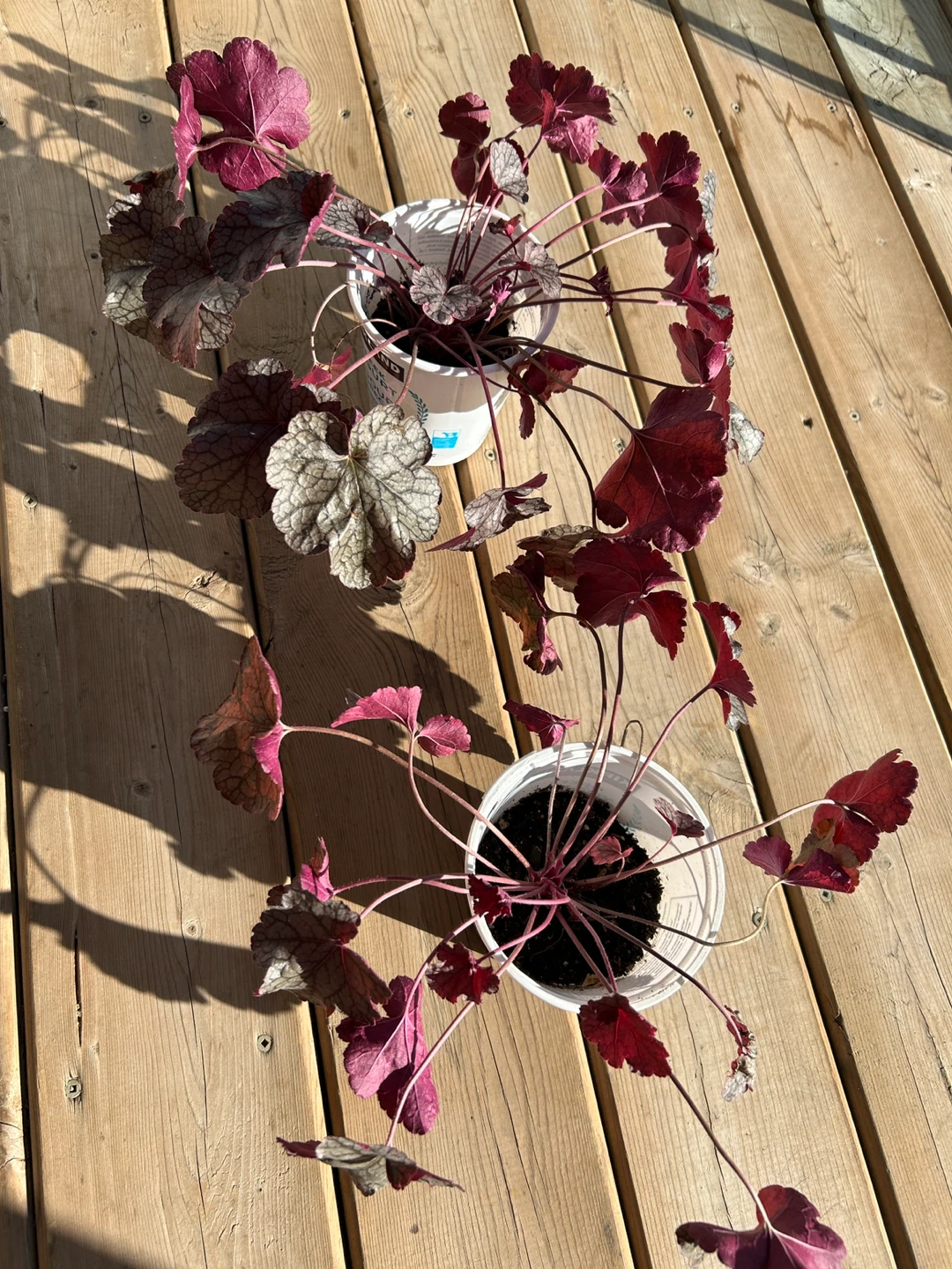 Coral Bell Heuchera (perennial)