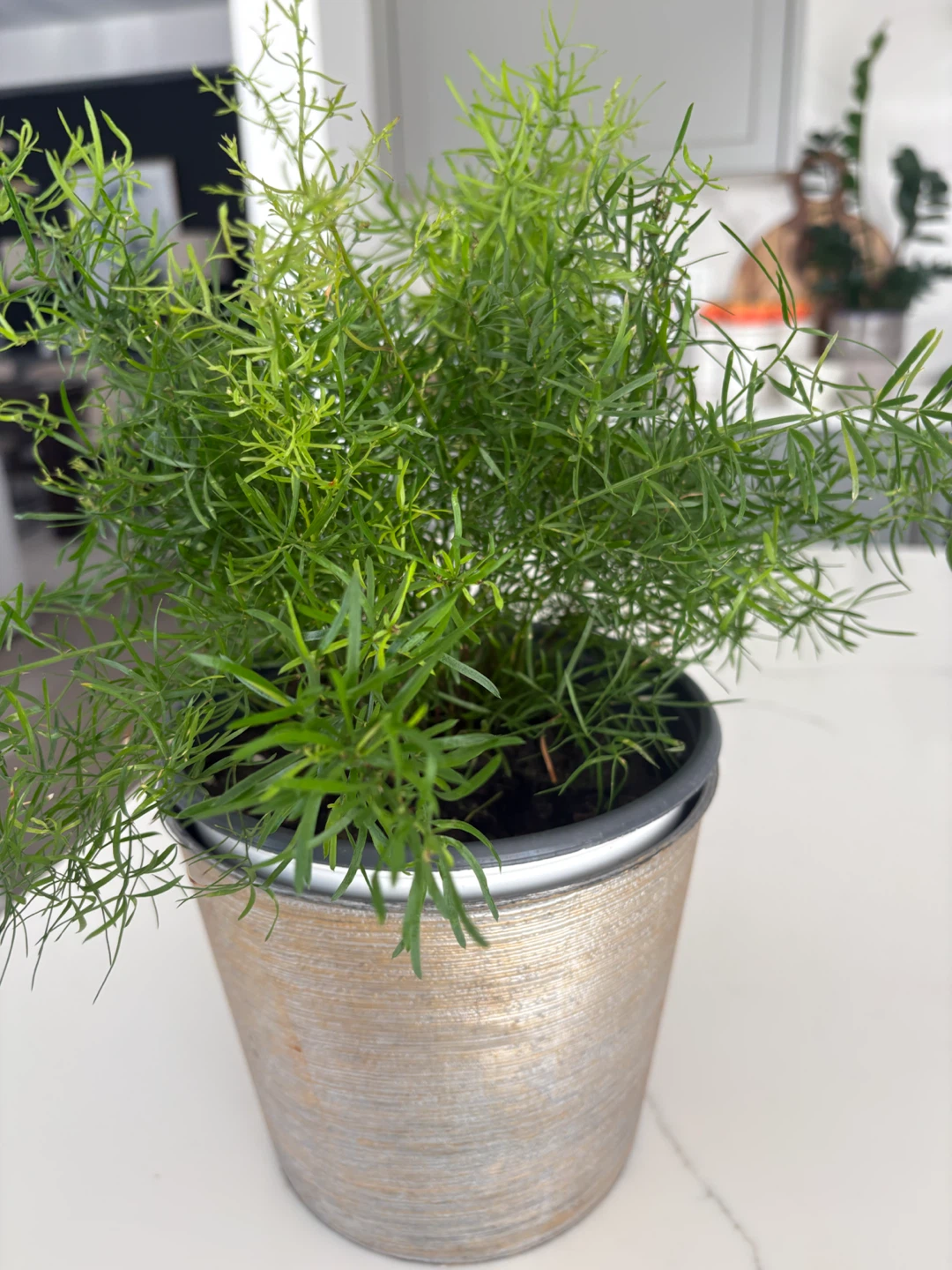 Asparagus Fern in Decorative Metallic Pot - photo 2