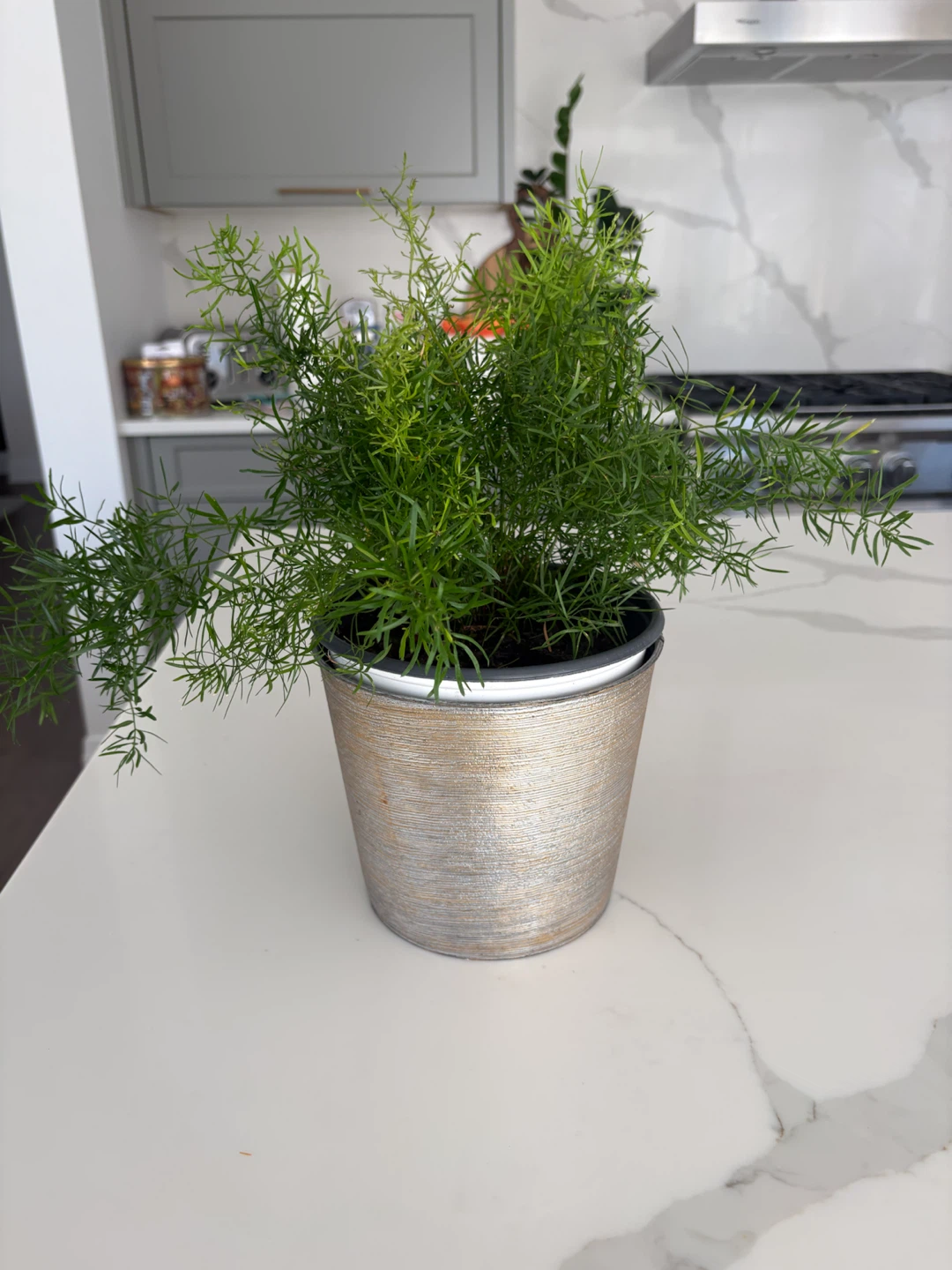 Asparagus Fern in Decorative Metallic Pot - photo 4