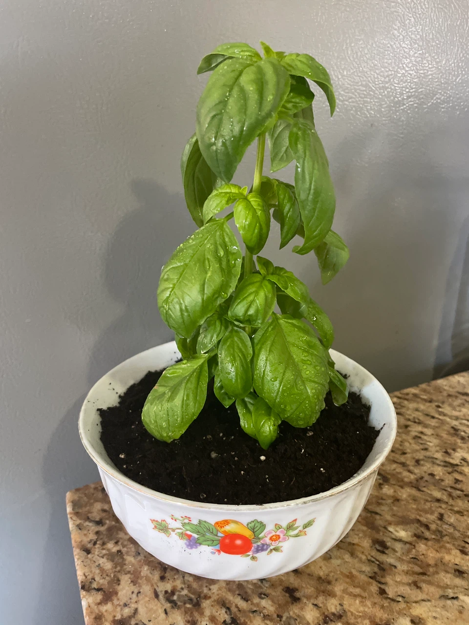 Potted Fresh Basil Plant
