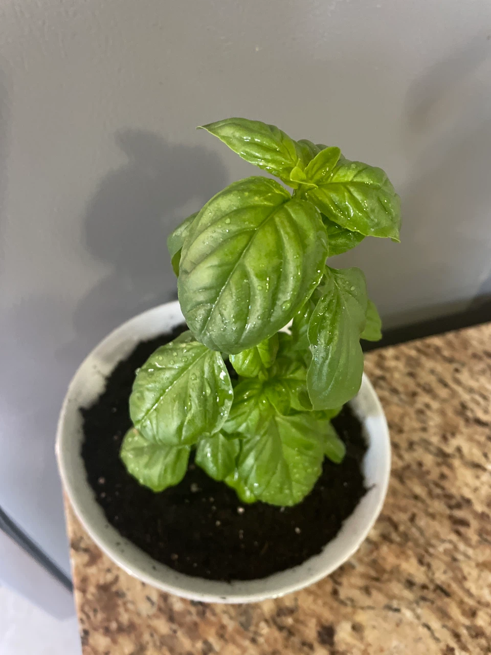 Potted Fresh Basil Plant - photo 2