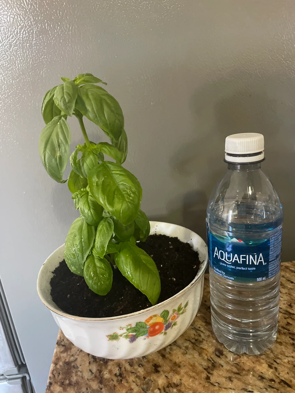Potted Fresh Basil Plant - photo 3