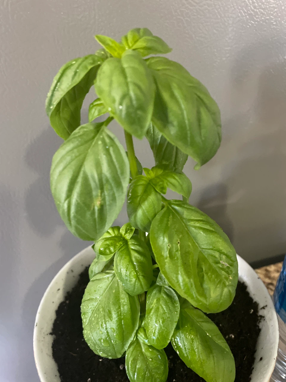 Potted Fresh Basil Plant - photo 4