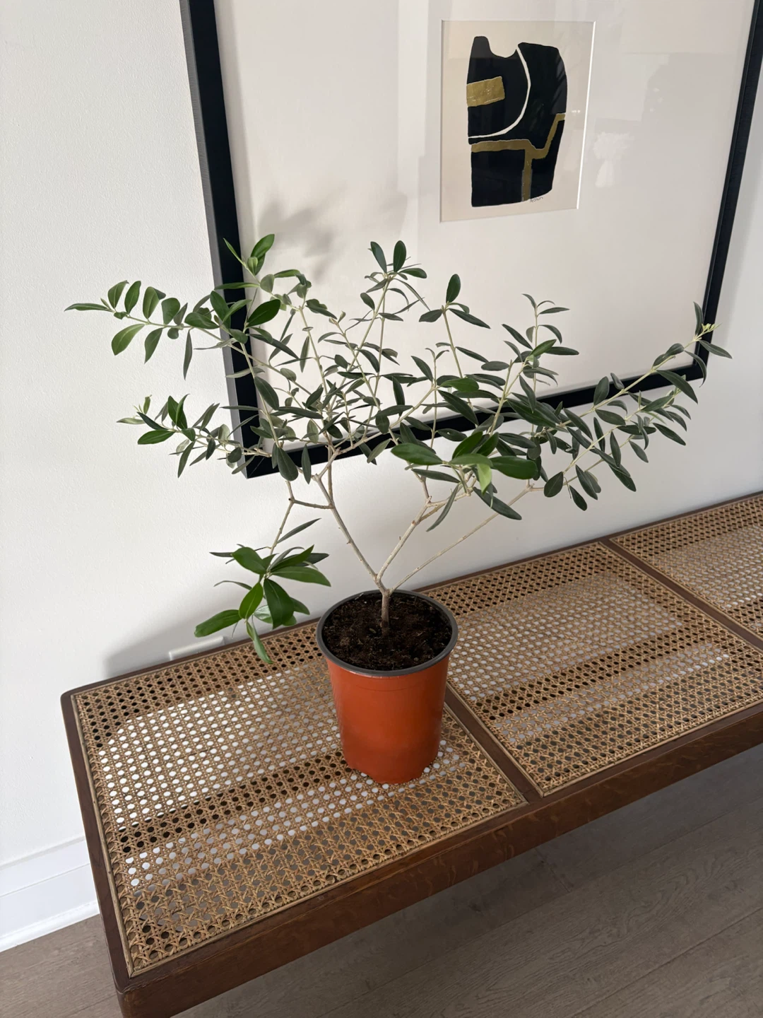 Olive tree potted