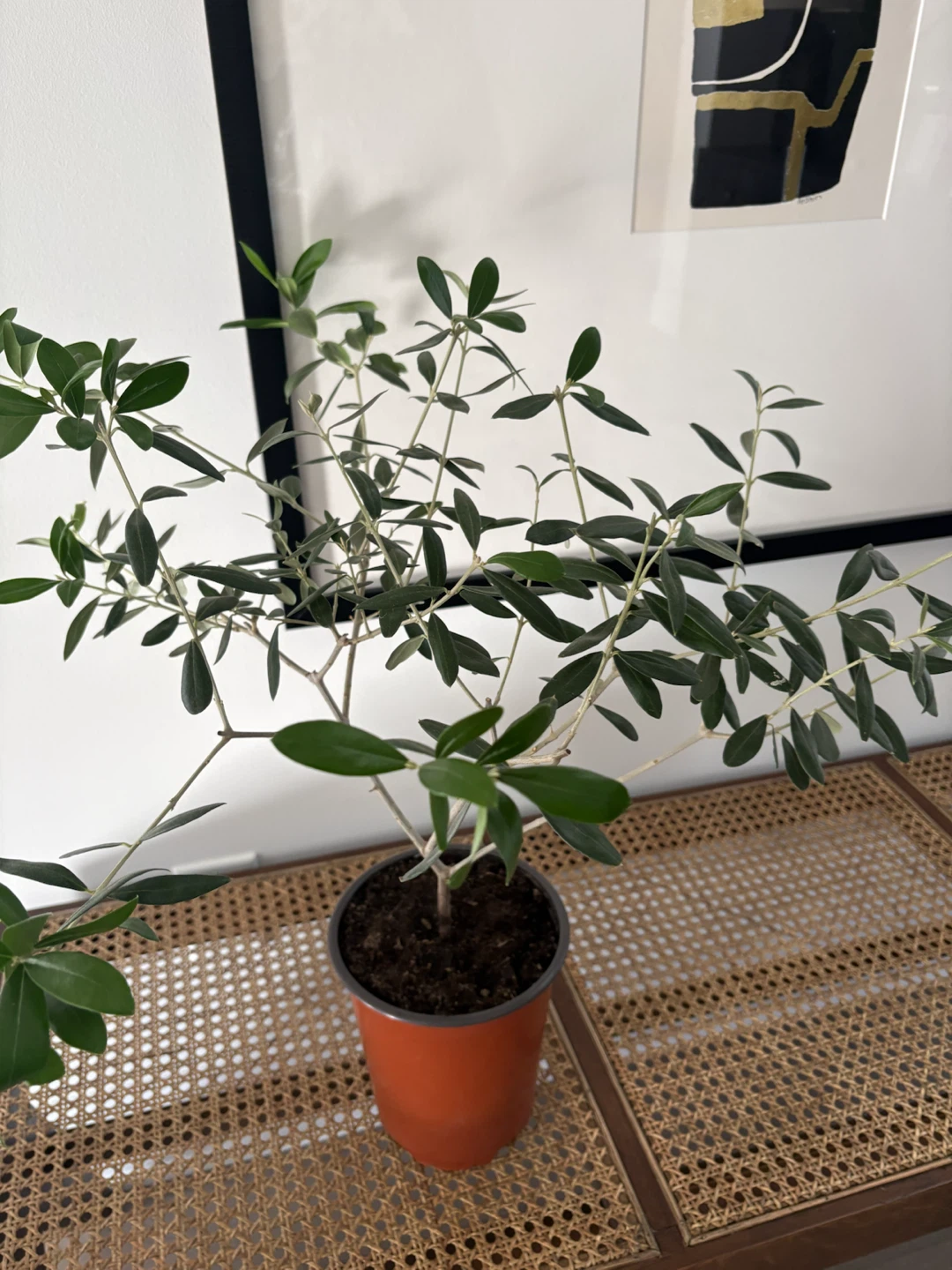 Olive tree potted - photo 2