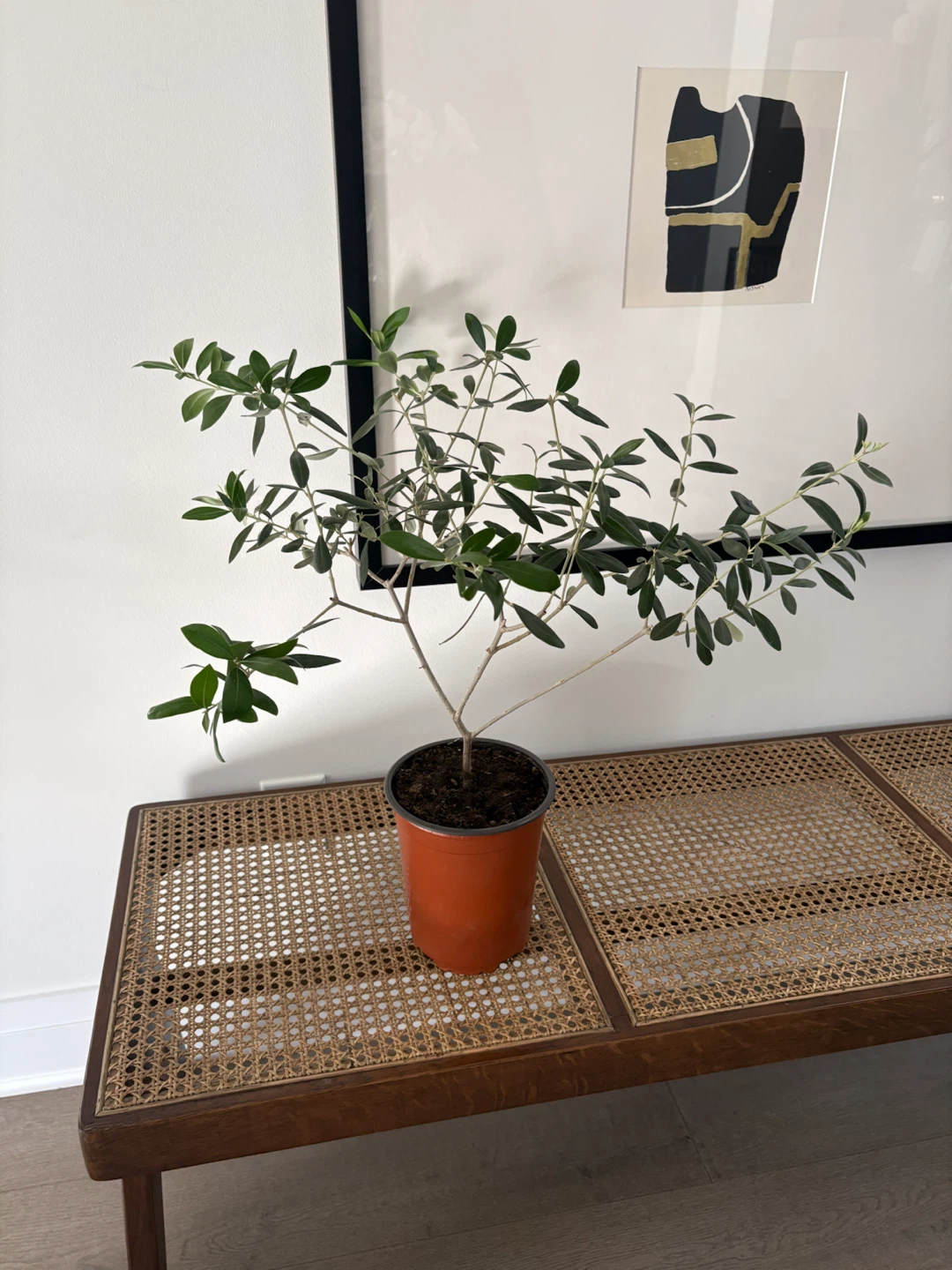 Olive tree potted - photo 3