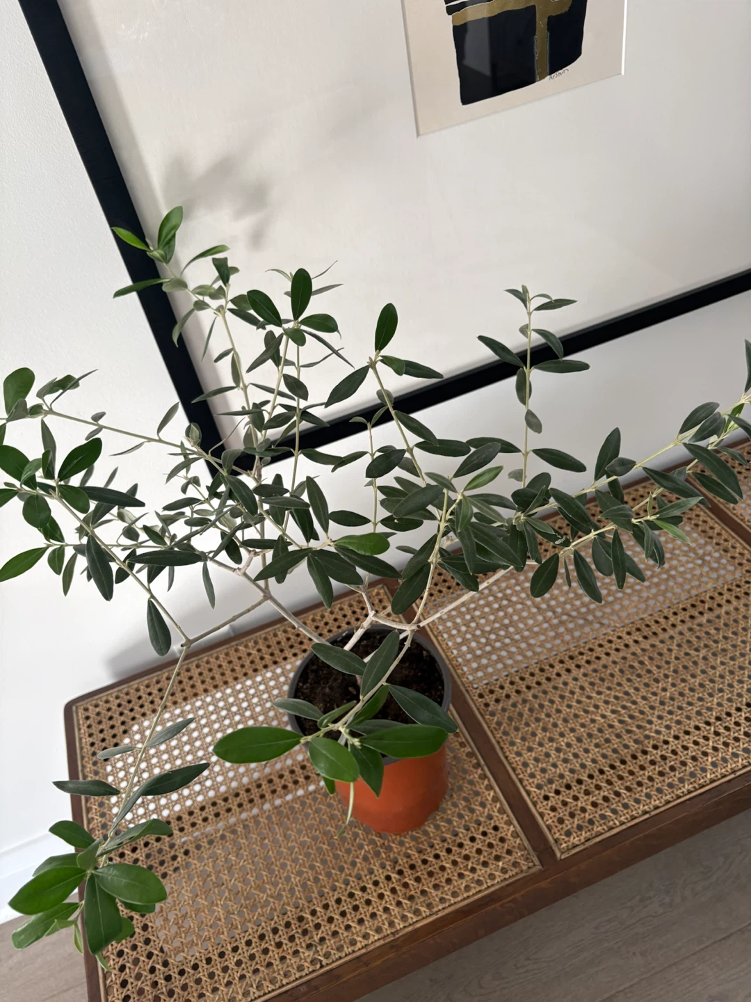Olive tree potted - photo 4