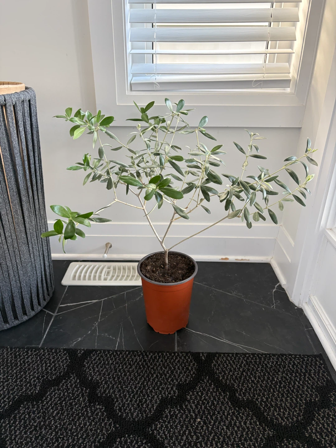Olive tree potted - photo 5