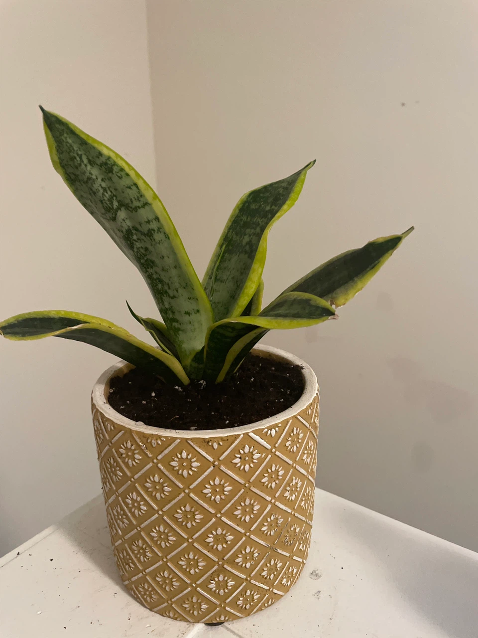 Snake Plant in Patterned Pot