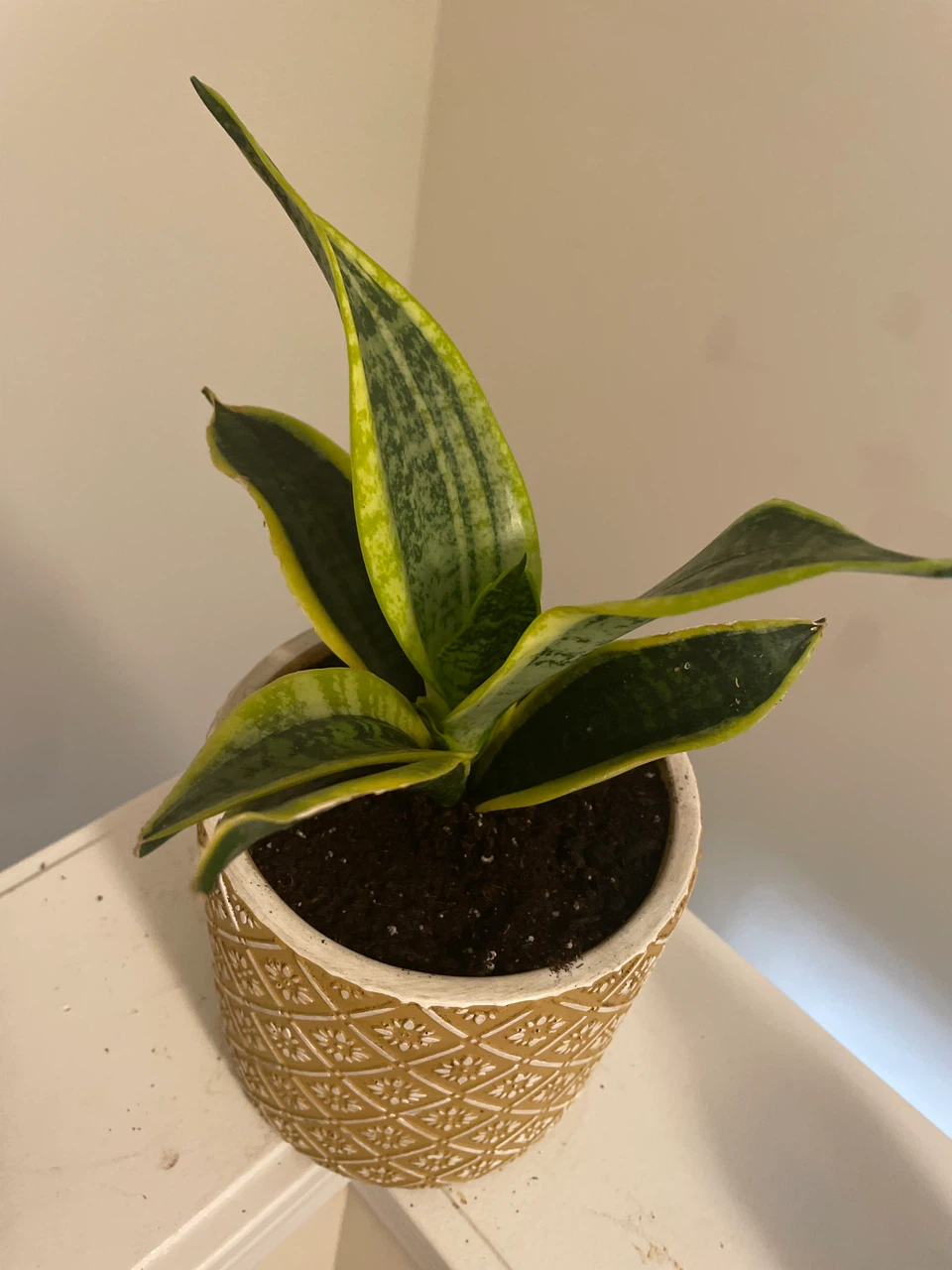 Snake Plant in Patterned Pot - photo 2