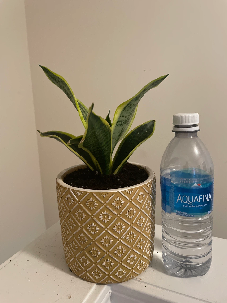 Snake Plant in Patterned Pot - photo 3