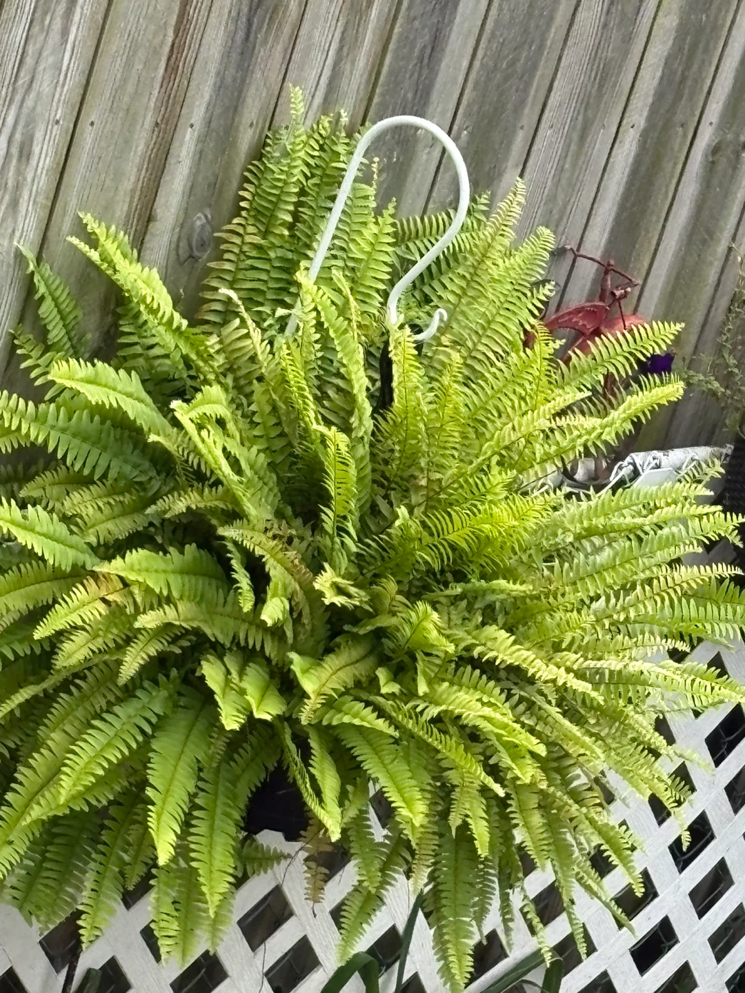 Boston Fern Hanging Plant