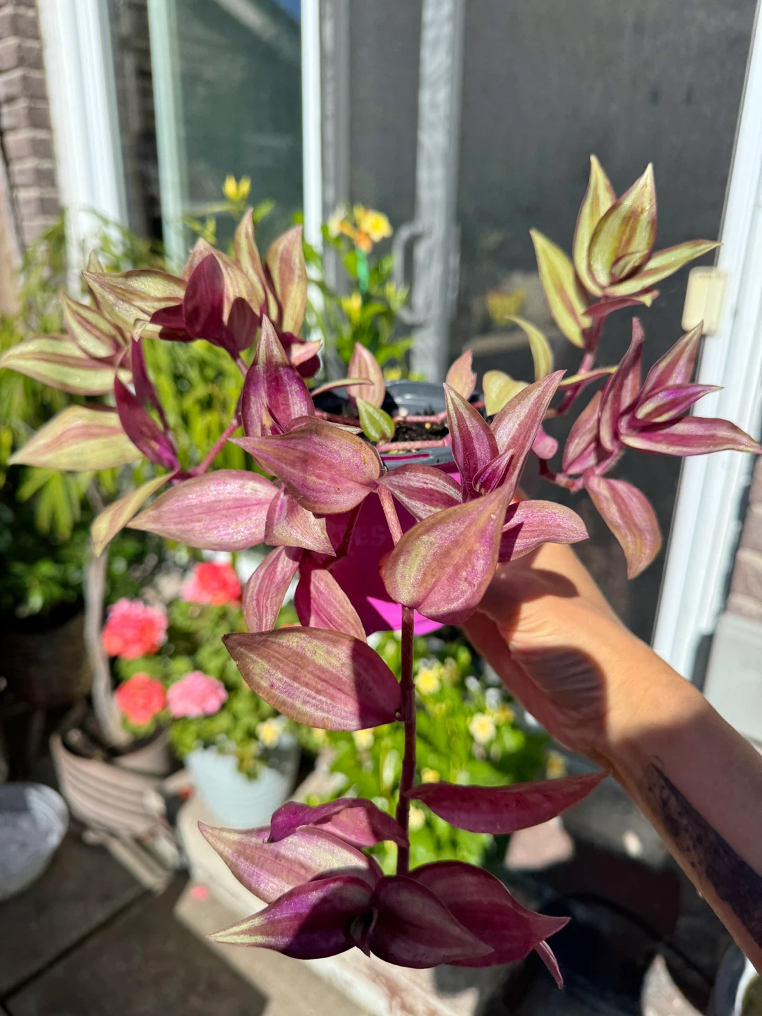 Wandering Dude / Tradescantia Zebrina / Inch Plant / Plant Sale