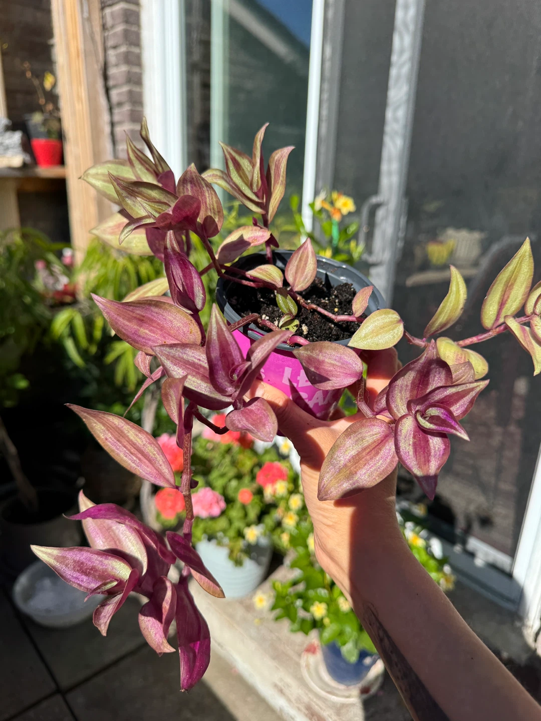 Wandering Dude / Tradescantia Zebrina / Inch Plant / Plant Sale - photo 2