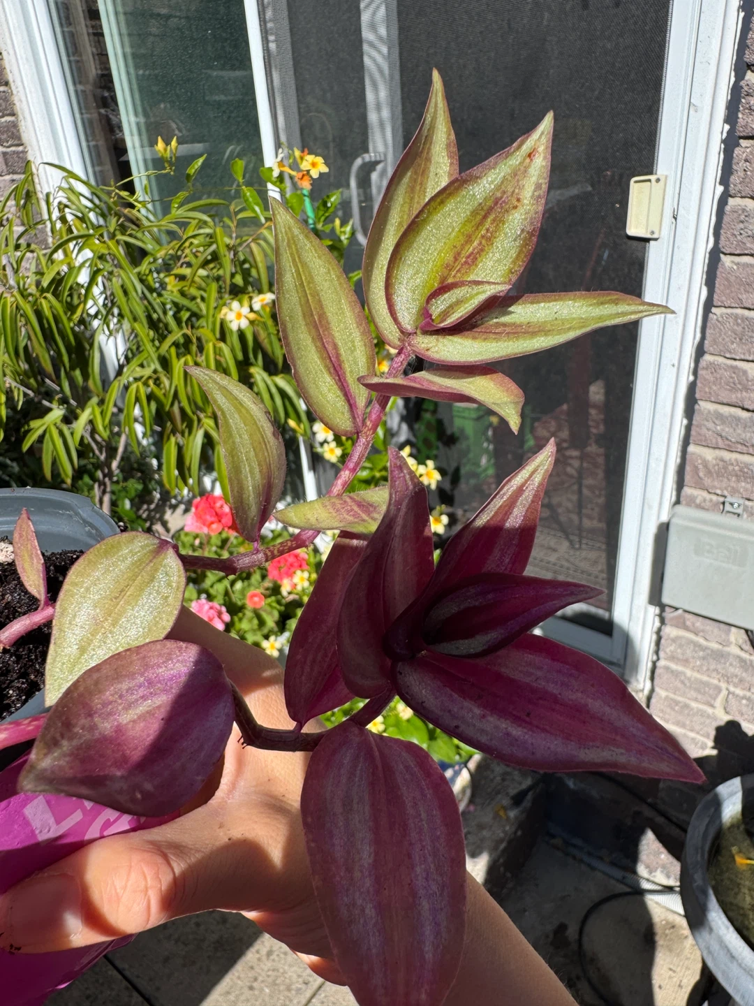 Wandering Dude / Tradescantia Zebrina / Inch Plant / Plant Sale - photo 3