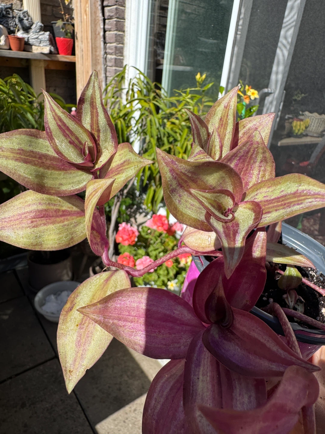 Wandering Dude / Tradescantia Zebrina / Inch Plant / Plant Sale - photo 4