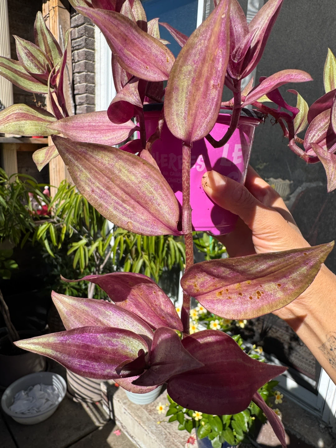 Wandering Dude / Tradescantia Zebrina / Inch Plant / Plant Sale - photo 5