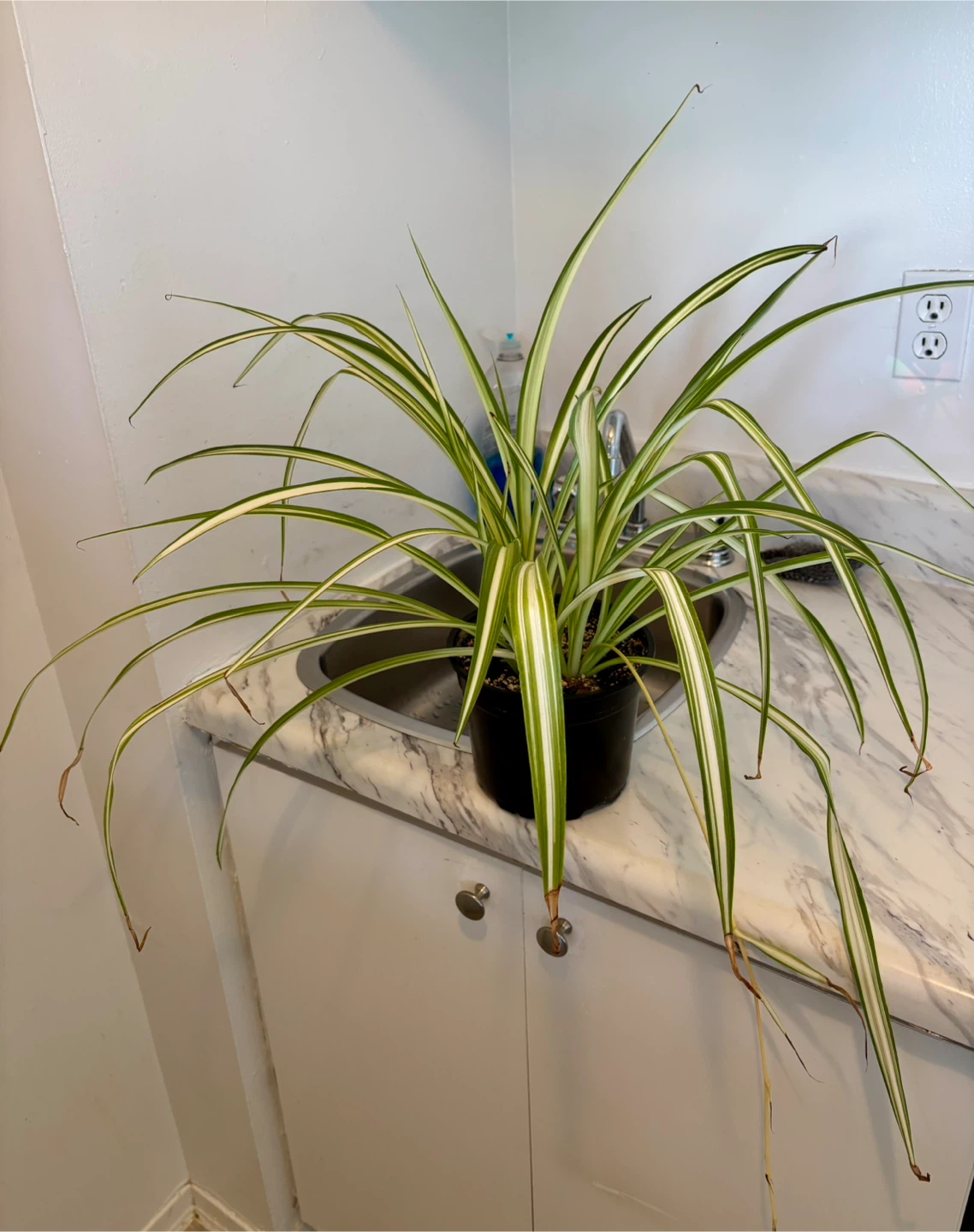 Variegated Spider Plant with Plantlets