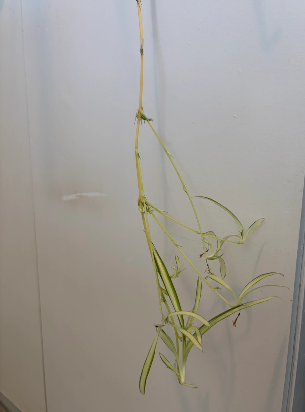 Variegated Spider Plant with Plantlets - photo 2