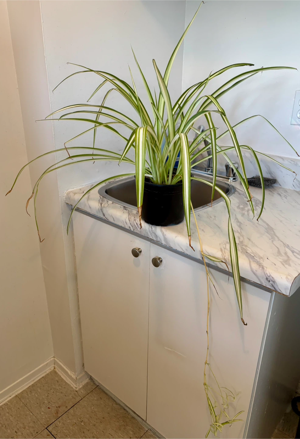Variegated Spider Plant with Plantlets - photo 3