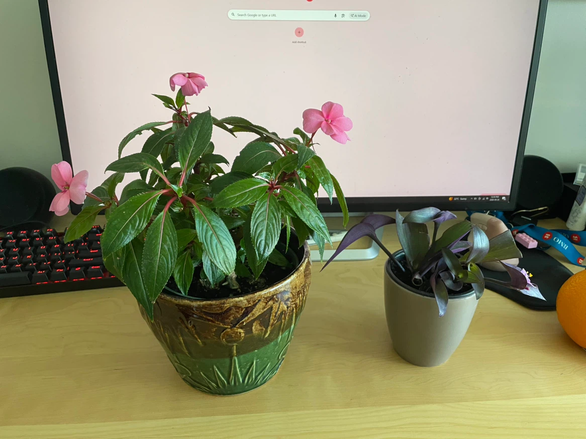 Houseplants
