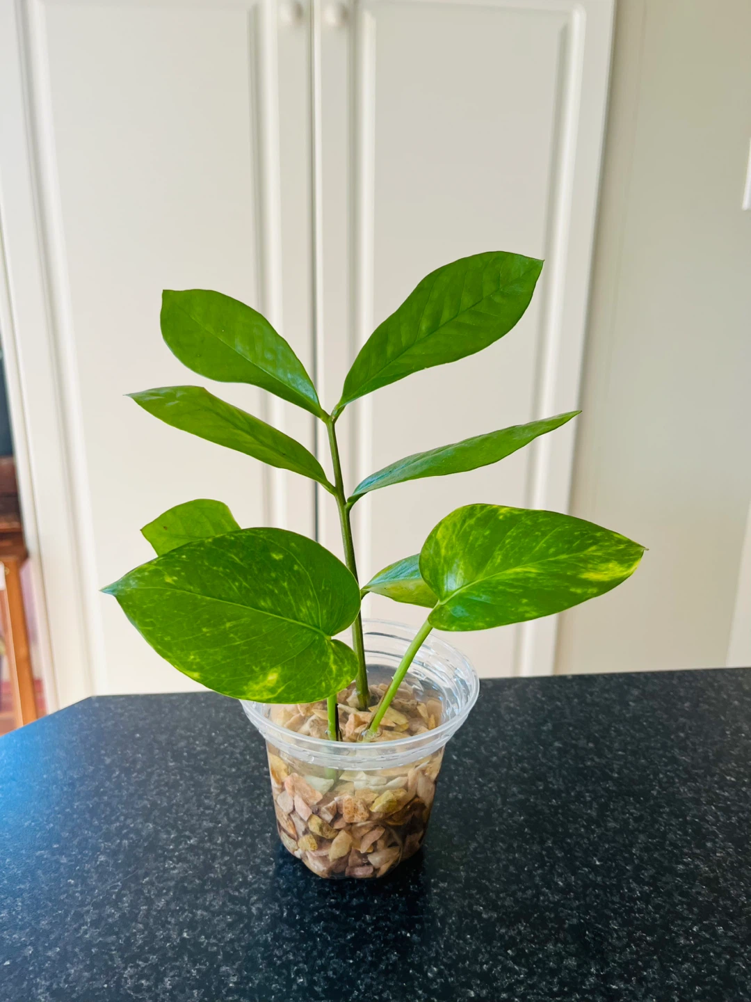 PLANT SET: Pothos and ZZ plant in water